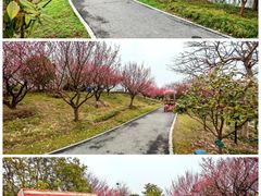 -花开海上生态园