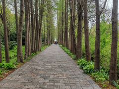-上海滨江森林公园