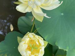 -洛阳市隋唐城遗址植物园
