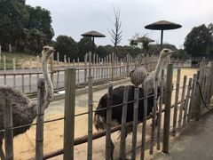 -常州淹城野生动物世界