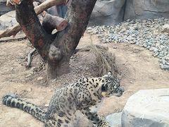 -青藏高原野生动物园
