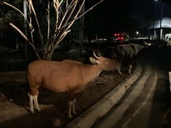 -清迈夜间动物园