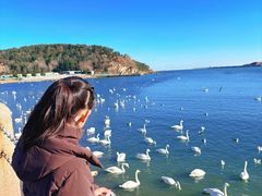 -烟墩角天鹅湖