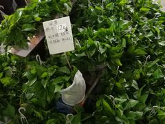 -曲阳花鸟市场(曲阳路店)