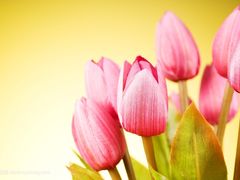 -绿韵花艺鲜花店(解放南路店)