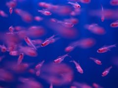 -青石桥花鸟鱼虫市场(叠翠城店)