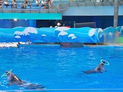 -海合安成都极地海洋公园