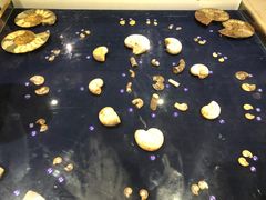 -青岛贝壳博物馆