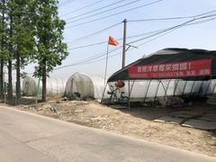 -喜杨洋草莓采摘园