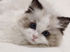 -欣宠猫屋·矮脚拿破仑·蓝金金渐层