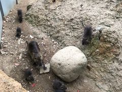 -常州淹城野生动物世界