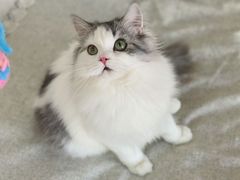 -猫大福·Fortune Cat猫舍(百子湾店)