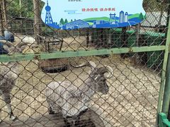 -青藏高原野生动物园