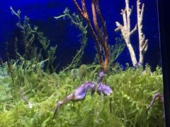 -珠海横琴长隆《卡卡虎奇遇记》