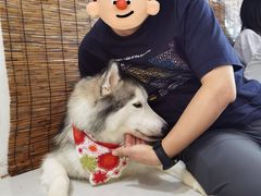 -星多哈·狗咖·拼豆·咖啡