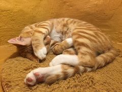-猫猫幼稚园·撸猫·桌游·电玩