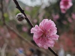 -桃花涧