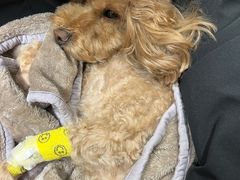 -北京派仕佳德动物医院·超导核磁·CT·神经科·骨科·内外科·急重症管理中心