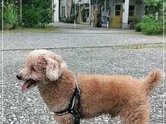 -广东紫坭糖厂(桥头路)