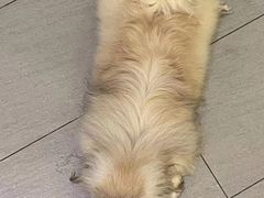 -萌兽医馆·眼科·异宠专科(三里屯店)