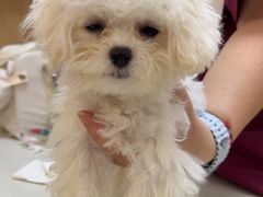 -瑞派康怡24h宠物医院·犬猫医疗中心·微创绝育(瑞景分院)