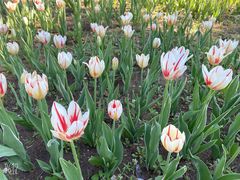 -长春公园(普阳街道)