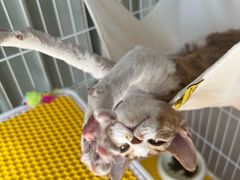 -momokira米努特·德文卷毛猫·棉花面纱犬