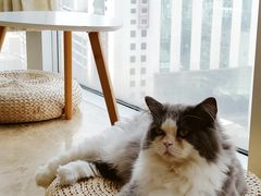 -Catmate·猫肥家润(金润铂宫店)