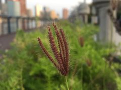 花花草草-高雄爱河