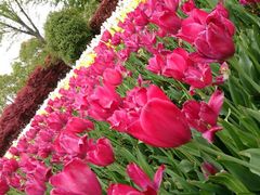 android_upload_pic-上海鲜花港