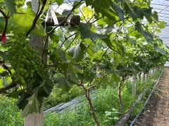 -马陆小张葡萄园农家乐