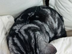-爱洗澡的猫(望京店)