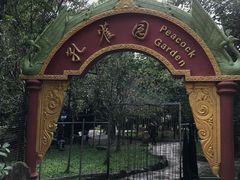 -瑞丽独树成林风景区