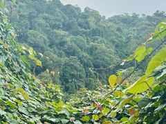 -海南热带雨林国家公园吊罗山景区