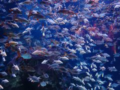 -成都浩海立方海洋公园