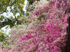 -深圳国际园林花卉博览园