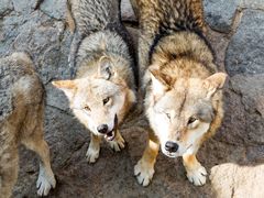 -西霞口神雕山野生动物世界