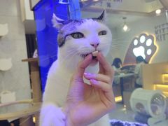 -喵园·猫主题咖啡厅·撸猫·猫咖(国贸店)