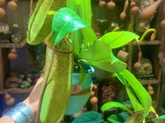 -Rabbit Cafe私房西餐甜点咖啡(栖霞路店)