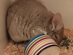 -龙猫仔乐园(惠福东路店)