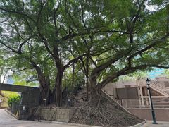 -九龙公园