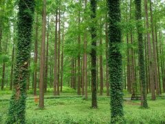 -黄海国家森林公园