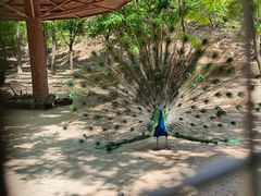 -石家庄市动物园