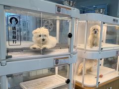 -翊宠yipet猫狗购宠庄园犬舍•猫舍