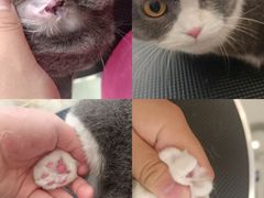 -老吴的猫·猫舍(新区店)