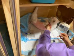 -康旭宠物医院(郑州总院)