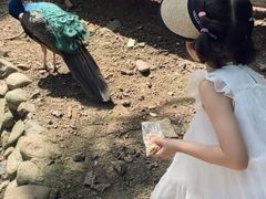 -燕塞湖鸟语林景区