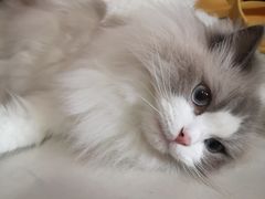 -达爱动物医院·犬猫分区·CT·复杂眼科(远洋山水分院)