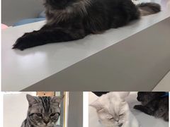 -糯米喵星人·撸猫猫舍咖啡馆(西市场嘉华店)