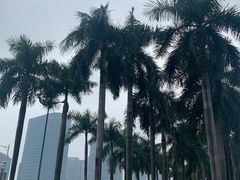 -顺峰山公园